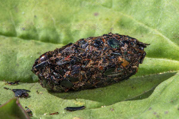 Close-up of shrike (Lanius spec.) pellet containing regurgitated undigested remains of insect legs and beetle shells, exoskeletons