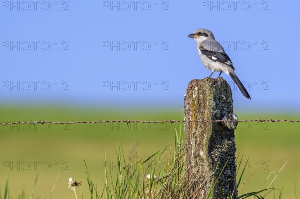 Great grey shrike (Lanius excubitor) juvenile perched on weathered wooden fence post with barbed wire along meadow in late spring, early summer