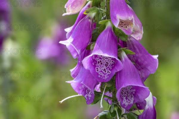Common foxglove (Digitalis purpurea) in flower in forest in late spring, early summer