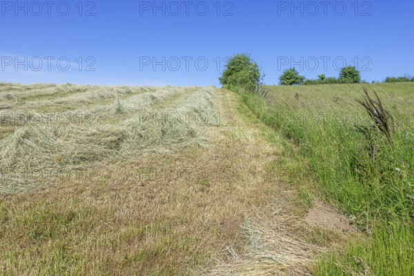 Partially dried mown grass in field, meadow, used as animal, livestock fodder drying before being baled into hay bales in early summer