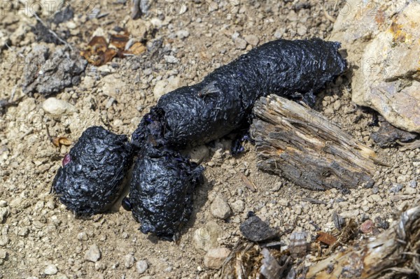 Close-up of black coloured droppings, faeces, poo from red fox (Vulpes vulpes) full of insects and undigested beetle shields in early summer