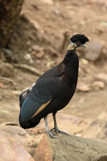Ruffed Guinea Fowl (Guttera pucherani), adult, on the ground, alert, foraging, Kruger, Kruger National Park, South Africa