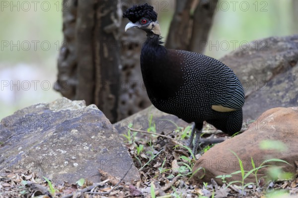 Ruffed Guinea Fowl (Guttera pucherani), adult, on the ground, alert, foraging, Kruger, Kruger National Park, South Africa