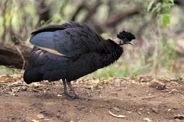 Ruffed guinea fowl (Guttera pucherani), adult, on the ground, grooming, Kruger, Kruger National Park, South Africa