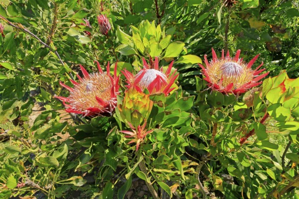 King Protea (Protea cynaroides), flower, flowering, flower, in spring, Kirstenbosch Botanical Gardens, Cape Town, South Africa