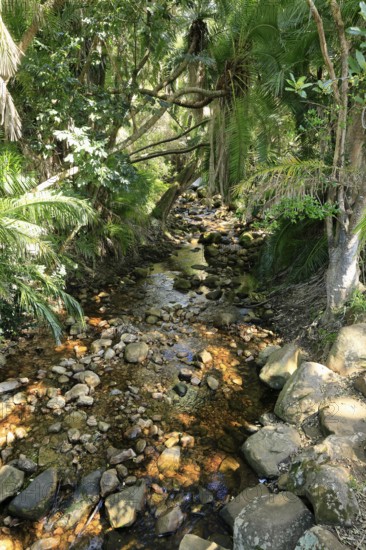 Kirstenbosch Botanical Garden, landscape, stream, in spring, water, Cape Town, South Africa