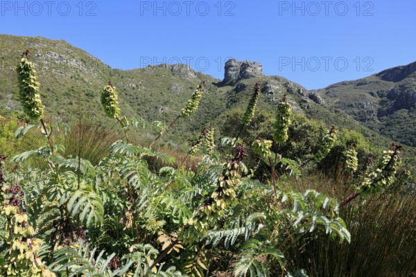 Kirstenbosch Botanical Garden, landscape, lush vegetation, in spring, flowers, blooming, blossoms, shrubs, Cape Town, South Africa