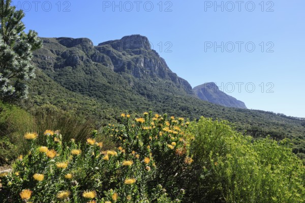 Kirstenbosch Botanical Garden, landscape, lush vegetation, in spring, flowers, blooming, blossoms, pincushion protea, Cape Town, South Africa