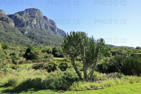Kirstenbosch Botanical Garden, landscape, lush vegetation, in spring, Cape Town, South Africa