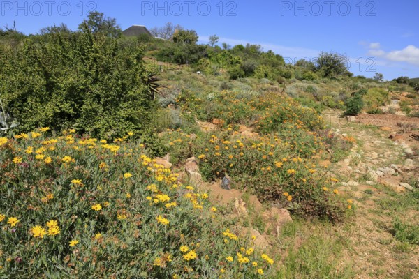 Karoo Desert National Botanical Garden, landscape, in spring, semi-desert, blooming, Worcester, Western Cape, South Africa