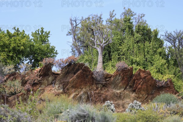 Karoo Desert National Botanical Garden, landscape, in spring, semi-desert, Worcester, Western Cape, South Africa
