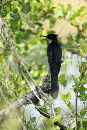 Cape Cuckoo (Clamator levaillantii), adult, on tree, alert, Kruger, Kruger National Park, South Africa