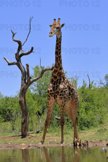 Cape giraffe (Giraffa camelopardalis giraffa), adult, water, Kruger, Kruger National Park, South Africa