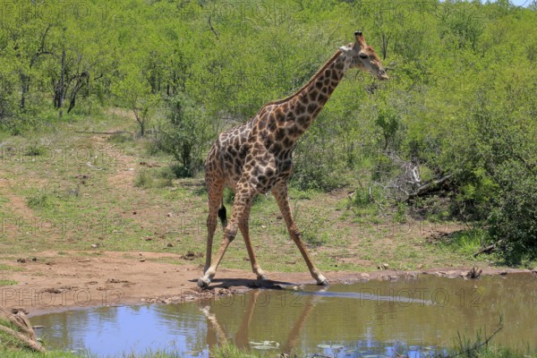 Cape giraffe (Giraffa camelopardalis giraffa), adult, water, Kruger, Kruger National Park, South Africa