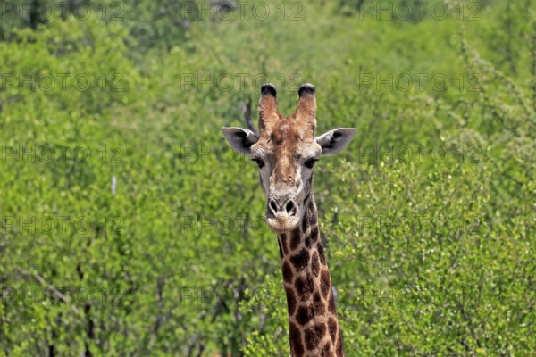 Cape giraffe (Giraffa camelopardalis giraffa), adult, portrait, alert, Kruger, Kruger National Park, South Africa