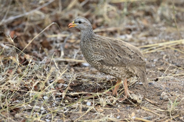 Natal Francolin (Pternistis natalensis), adult, foraging, on the ground, Kruger, Kruger National Park, South Africa