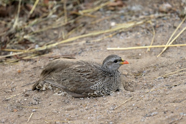 Natal Francolin (Pternistis natalensis), adult, on the ground, sand bath, plumage care, Kruger, Kruger National Park, South Africa