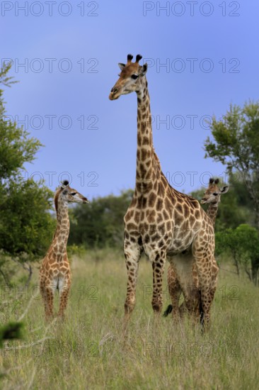 Cape giraffe, (Giraffa camelopardalis giraffa), adult, juvenile, group, Kruger, Kruger National Park, South Africa