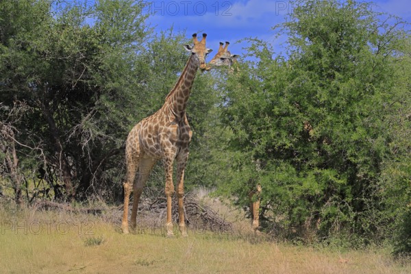 Cape giraffe, (Giraffa camelopardalis giraffa), adult, pair, Kruger, Kruger National Park, South Africa
