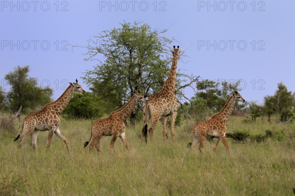 Cape giraffe, (Giraffa camelopardalis giraffa), adult, juvenile, group, running, Kruger, Kruger National Park, South Africa
