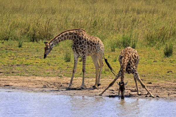Cape giraffe (Giraffa camelopardalis giraffa), adult, two, water, drinking, Kruger, Kruger National Park, South Africa
