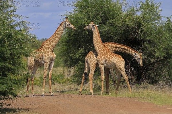 Cape giraffe, (Giraffa camelopardalis giraffa), adult, group, foraging, Kruger, Kruger National Park, South Africa