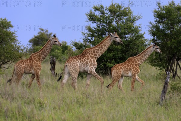 Cape giraffe, (Giraffa camelopardalis giraffa), young animals, group, running, Kruger, Kruger National Park, South Africa