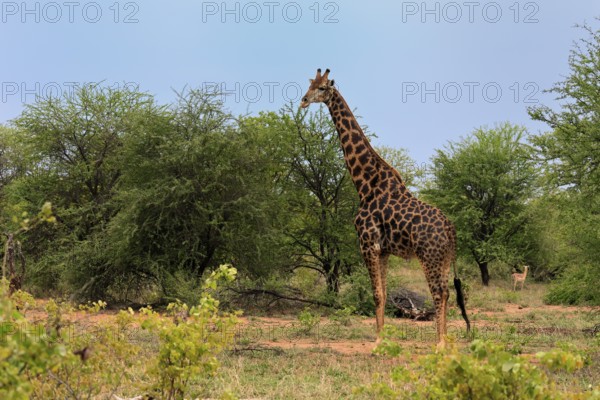 Cape giraffe, (Giraffa camelopardalis giraffa), adult, feeding, Kruger, Kruger National Park, South Africa