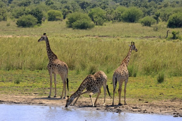 Cape giraffe (Giraffa camelopardalis giraffa), adult, three, water, drinking, Kruger, Kruger National Park, South Africa