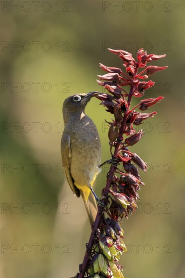 Cape Bulbul (Pycnonotus capensis), adult, on flower, foraging, Kirstenbosch Botanic Gardens, Cape Town, South Africa
