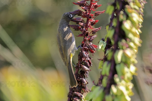 Cape Bulbul (Pycnonotus capensis), adult, on flower, foraging, Kirstenbosch Botanic Gardens, Cape Town, South Africa