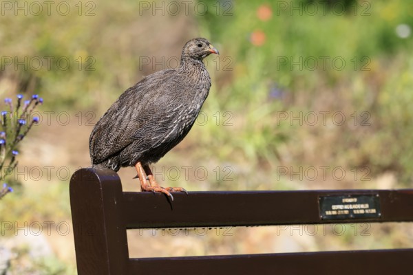 Cape Francolin (Pternistis capensis), adult, on park bench, Kirstenbosch Botanical Gardens, Cape Town, South Africa