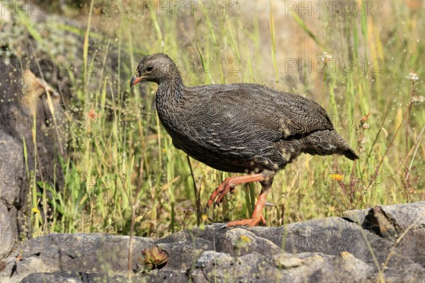 Cape Francolin (Pternistis capensis), adult, running, foraging, Kirstenbosch Botanical Gardens, Cape Town, South Africa