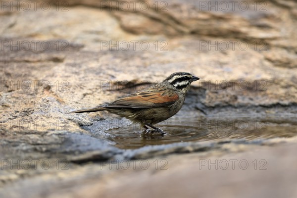 Cape Bunting (Emberiza capensis), adult, at the water's edge, Mountain Zebra National Park, Eastern Cape, South Africa