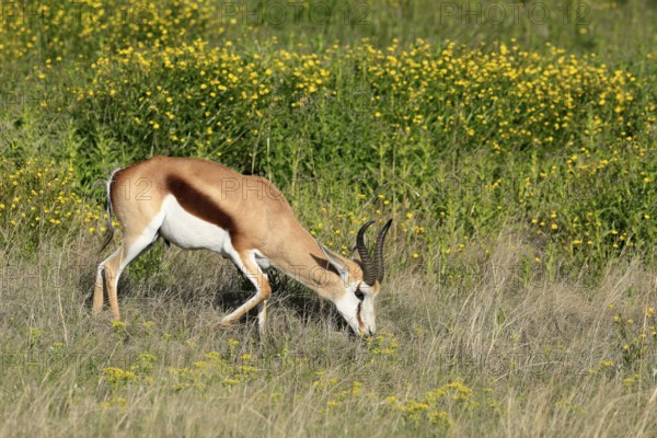 Cape springbok (Antidorcas marsupialis), adult, male, feeding, Mountain Zebra National Park, Eastern Cape, South Africa
