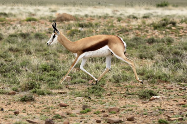 Cape springbok (Antidorcas marsupialis), adult, male, running, foraging, Mountain Zebra National Park, Eastern Cape, South Africa