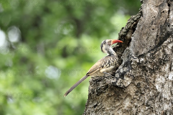 Mopanetoko (Tockus rufirostris), Southern Red-billed Hornbill, adult, on tree, alert, at breeding den, Kruger, Kruger National Park, South Africa
