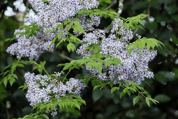 Cedrach tree (Melia azedarach), flower, in bloom, Kirstenbosch Botanical Gardens, Cape Town, South Africa