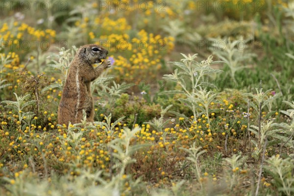 Cape bristle-thighed squirrel (Xerus inauris), adult, alert, standing upright, feeding, flower meadow, Mountain Zebra National Park, Eastern Cape, South Africa