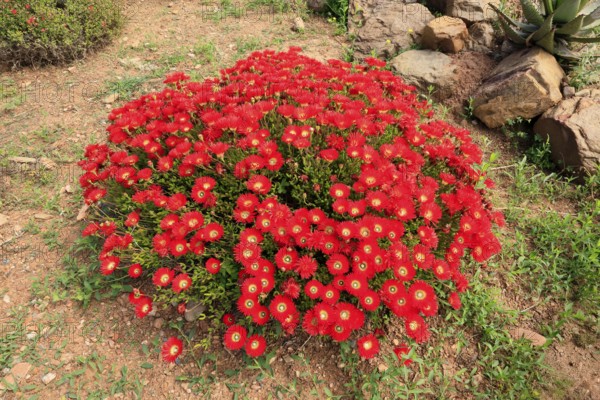 Lampranthus multiradiatus, midday flower, flowering, Karoo Desert Botanic Garden, Worcester, Western Cape, South Africa