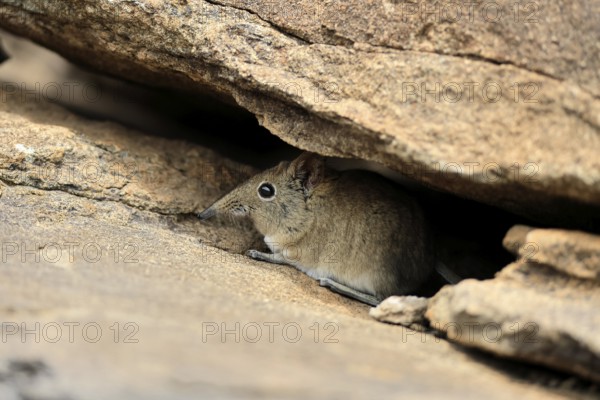 Short-eared elephant shrew (Macroscelides probosideus), adult, foraging, Mountain Zebra National Park, Eastern Cape, South Africa