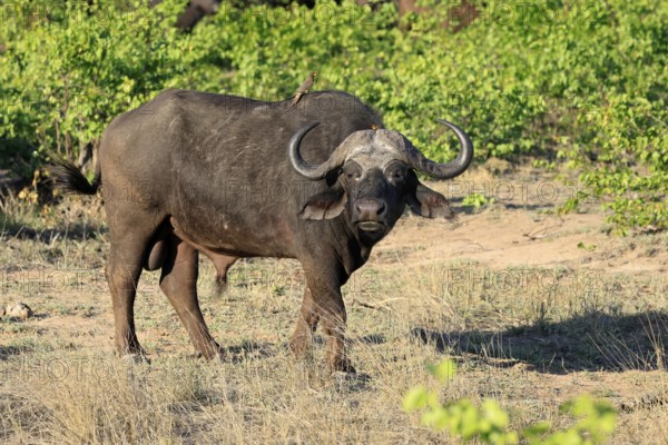 Cape buffalo (Syncerus caffer), adult, male, alert, foraging, Kruger, Kruger National Park, South Africa