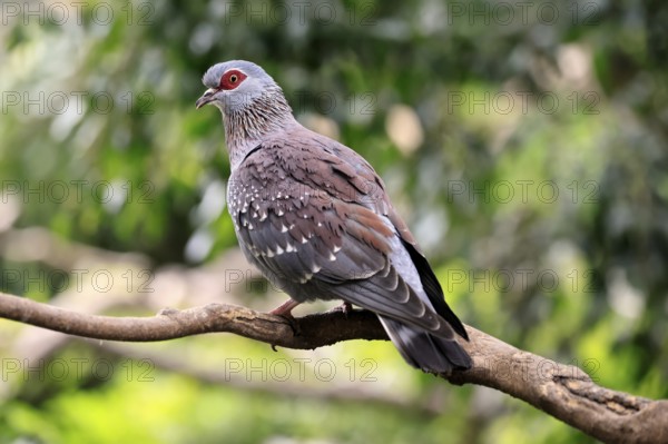 Guinea Pigeon (Columba guinea), Streak-necked Pigeon, adult, on tree, Cape Town, South Africa