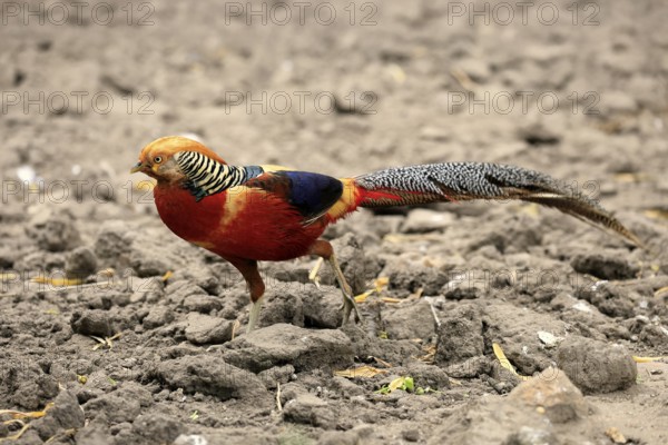 Golden Pheasant (Chrysolophus pictus), adult, male, captive, China