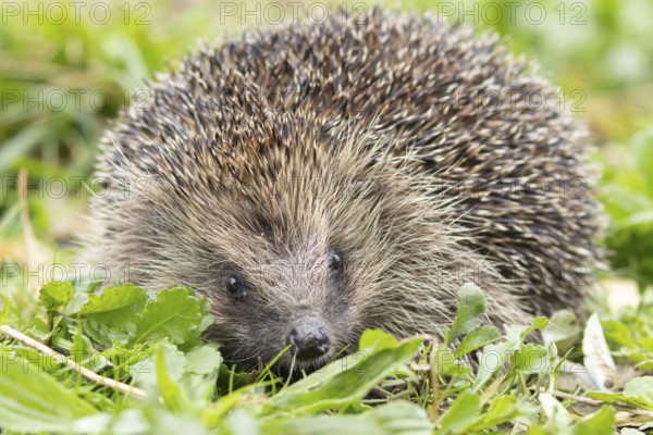 European hedgehog (Erinaceus europaeus) adult animal in an urban garden, England, United Kingdom