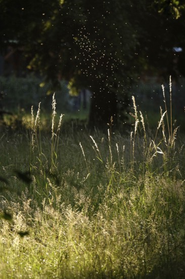 Summer evening in a park, insect flight, Germany
