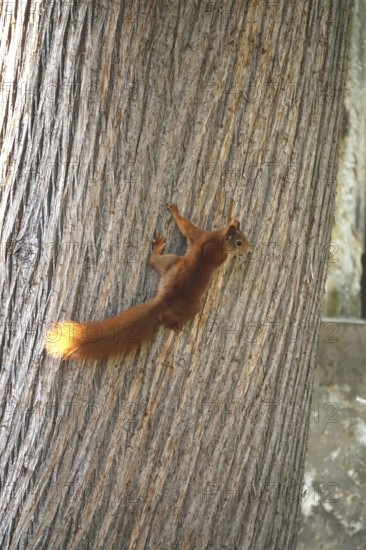 Squirrel (Sciurus vulgaris), summer, Germany