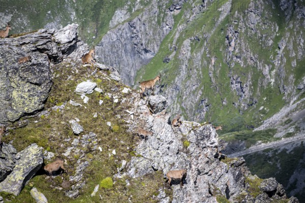 Alpine ibex (Capra ibex) group on exposed rocks at the summit of Mont Blana, Hérménence, Valais Alps, Valais, Switzerland