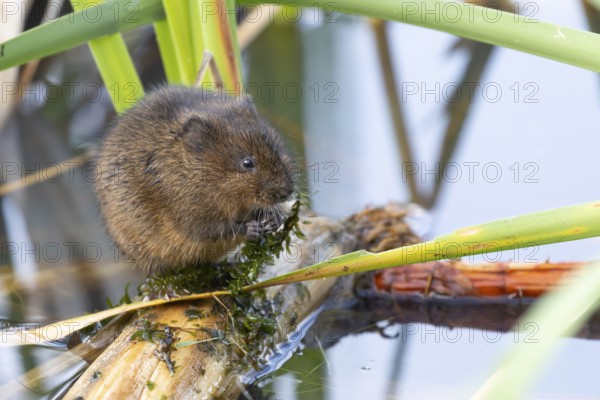 Water vole (Arvicola amphibius) adult rodent animal feeding on pond weed in a reedbed in summer, Suffolk, England, United Kingdom