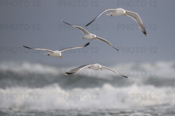 Herring gulls (Larus argentatus) in flight over the surf looking for starfish, Hvide Sande, North Sea, Denmark